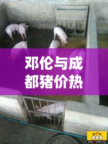 邓伦与成都猪价热点解析，最新消息与动态概览