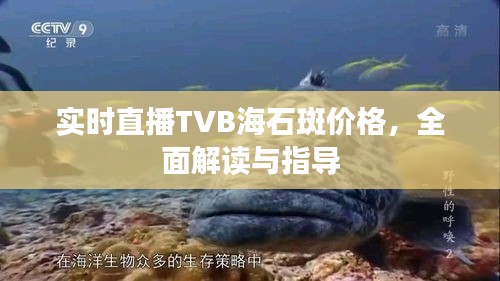 实时直播TVB海石斑价格,全面解读与指导