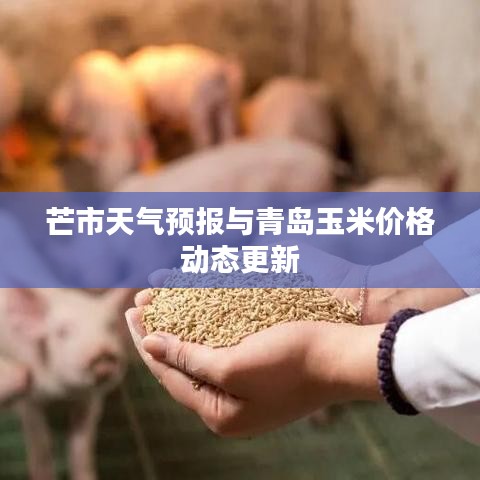芒市天气预报与青岛玉米价格动态更新