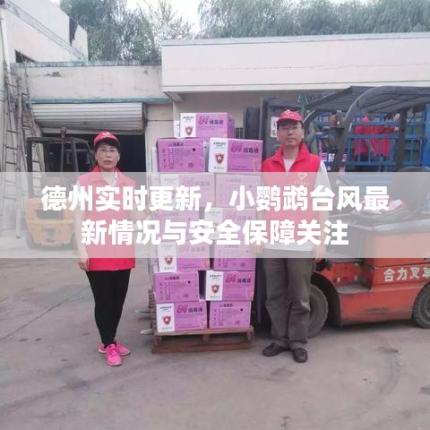 德州实时更新,小鹦鹉台风最新情况与安全保障关注